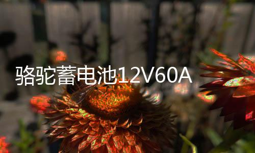 骆驼蓄电池12V60AH汽车电瓶L2400适配大众POLO宝来朗逸标致领克02